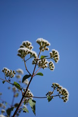 Ageratina Adenophora (Daisy) Plant/Flowers (Mexican Devil)