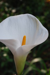 Beautiful White Calla (Close Up)
