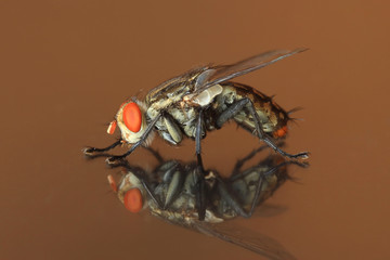 Common housefly on reflective surface - 13015478