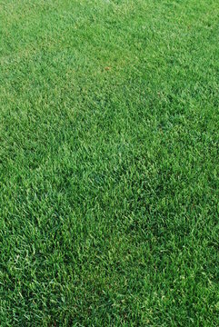 Green Turf Background (Vertical)