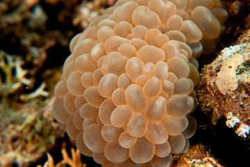 Naklejka na ściany i meble bubble coral