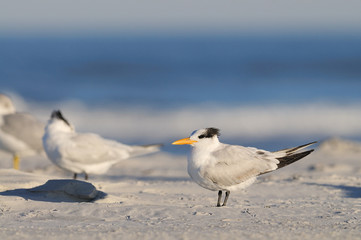 Obraz premium ROYAL TERN - Sterna maxima saint augustin beach