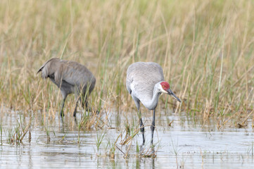 sandhill crane