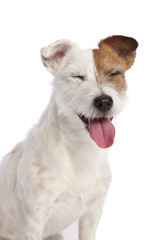 jack russell terrier smiling