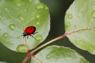 coccinelle et feuilles