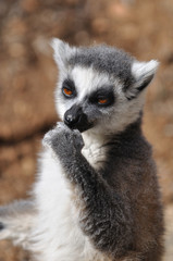 lemur sucking his finger