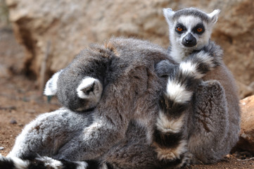 cuddling pair of lemurs