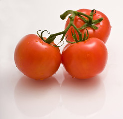 Strauchtomate