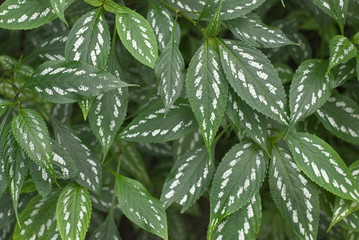 Leaves with White