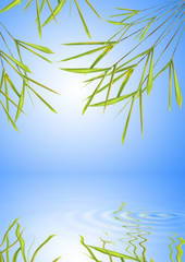 Fototapeta na wymiar Bamboo Leaf Grass Abstract