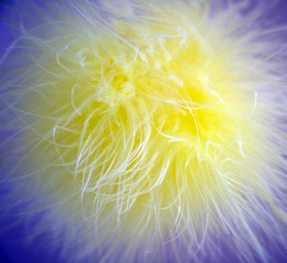 Feather