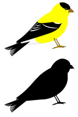 A eastern goldfinch set