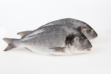 Gilt-head breams