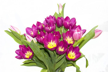 bouquet of purple pink tulips from holland in europe