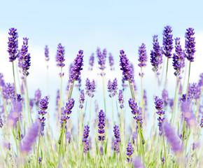 Fototapeta na wymiar Lavendel_1