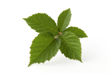 Blackberry leaf isolated on white background