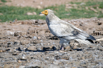 alimoche