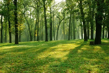 Wandcirkels plexiglas Morning in forest © StockphotoVideo