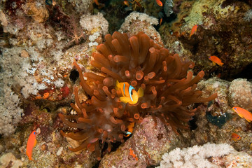 Naklejka na ściany i meble anemonefish and bubble anemone