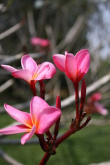 Rosa rote Blüten des Frangipani Strauch
