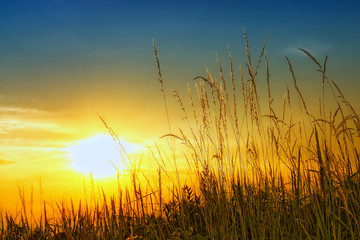 Golden Grass
