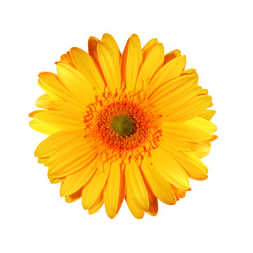 gerbera