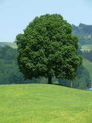 Baum auf Wiese