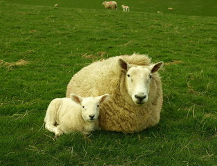 Fototapeta premium Ewe and Lamb