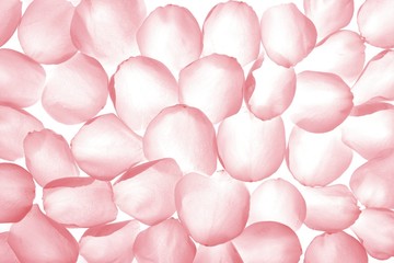 Pink rose transparent petals, wallpaper pattern