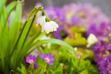 Märzenbecher,  Leucojum vernum