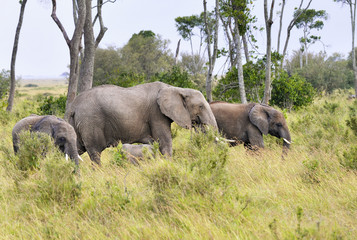 elephants  herd