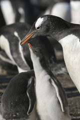 Gentoo penguin chick