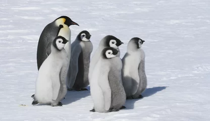 Crédence de cuisine en verre imprimé Pingouin manchots empereurs