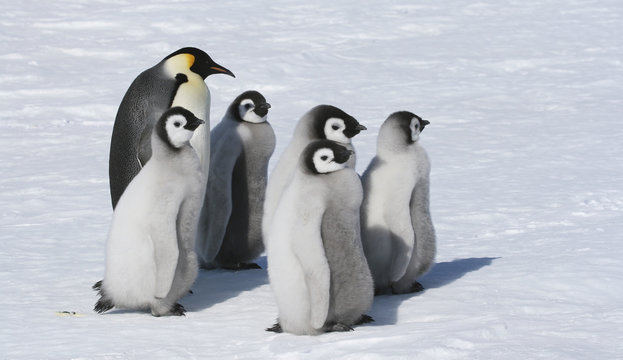 Emperor penguins