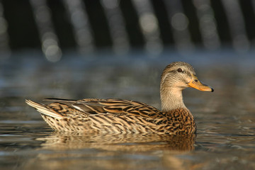 Hungarian Duck