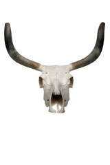 Fototapeta premium Cow Skull