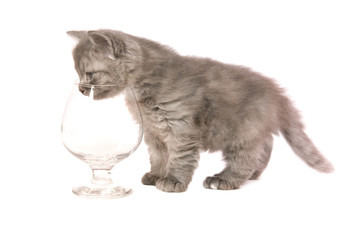 kitten with glass