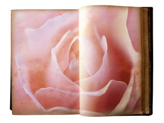 Rose printed on the pages of an open old book