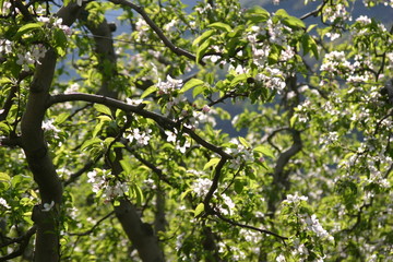 Fototapeta premium Primavera