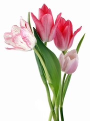 spring posy of pink tulips