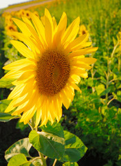 Obraz premium sunflower