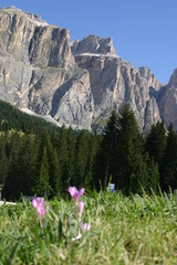 Dolomiti