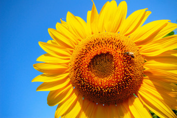 Obraz premium bee and sunflower