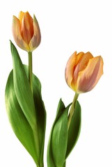 Naklejka premium golden tulips