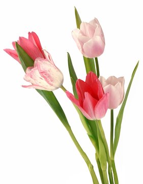pink and red tulips in posy