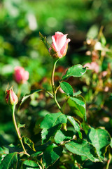 Bud of pink rose in garden