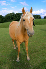 Obraz premium Pferd auf Wiese