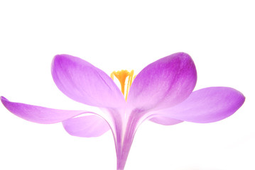 blue crocus flower