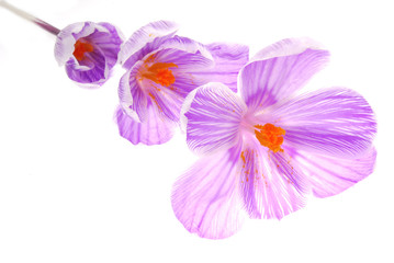 Obraz premium blue flowers