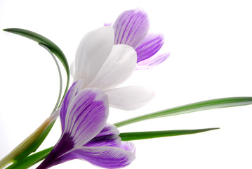 Fototapeta premium white and blue flowers